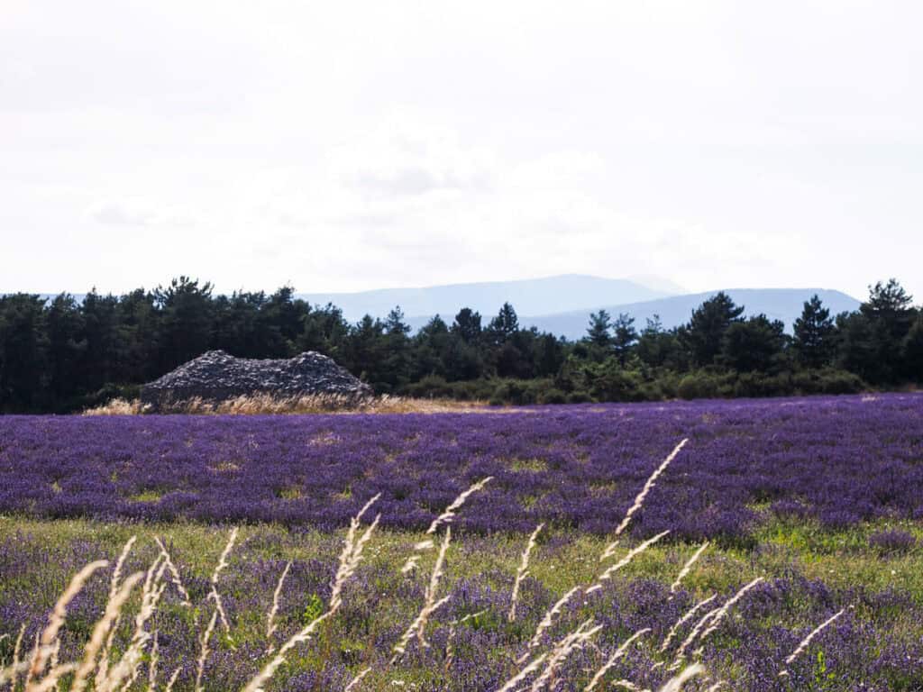 Borie in a lavender field 3
