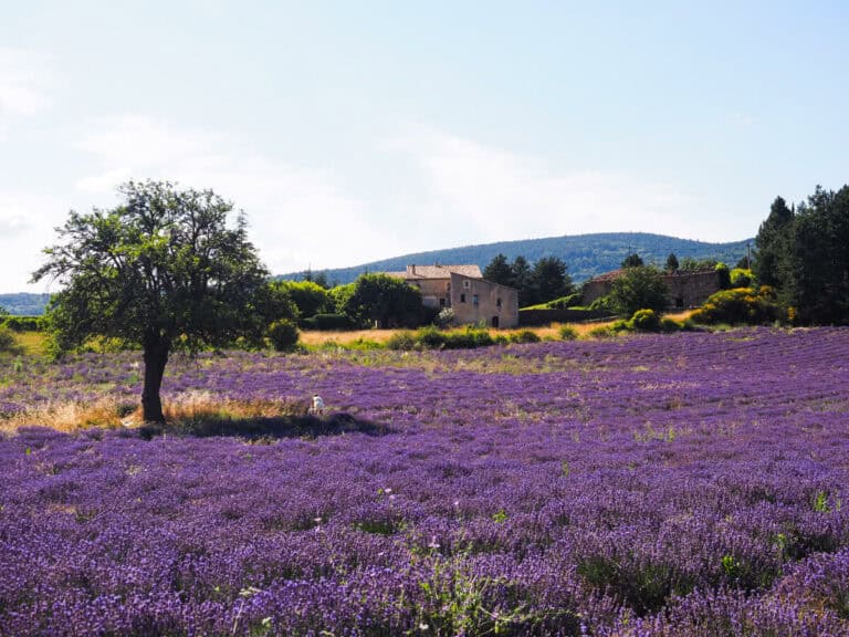 Charming Sault Lavender Field with tree 2