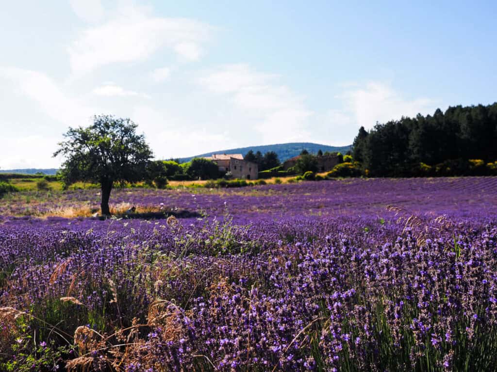 Charming Sault Lavender Field with tree 3