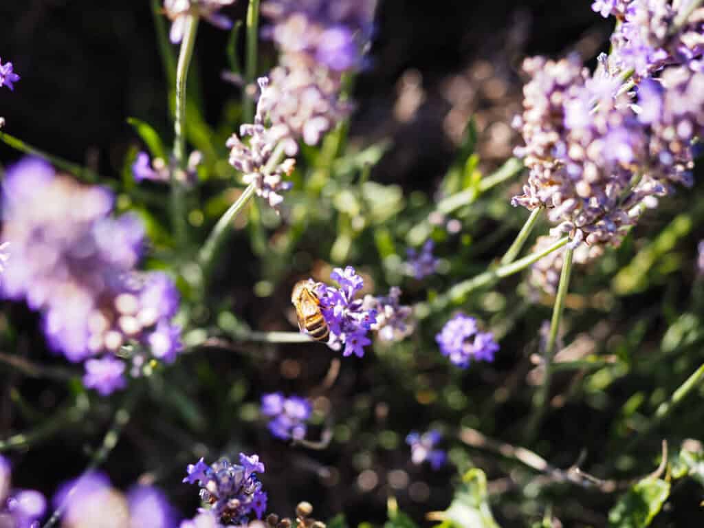 Close up of bee on a lavender plant