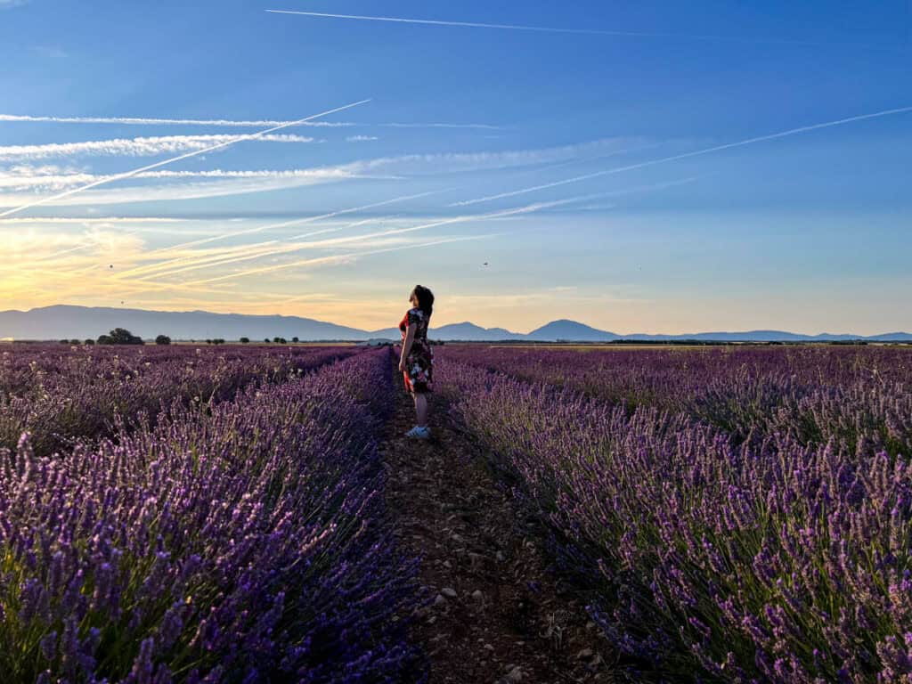 Lavender Fields in Valensole