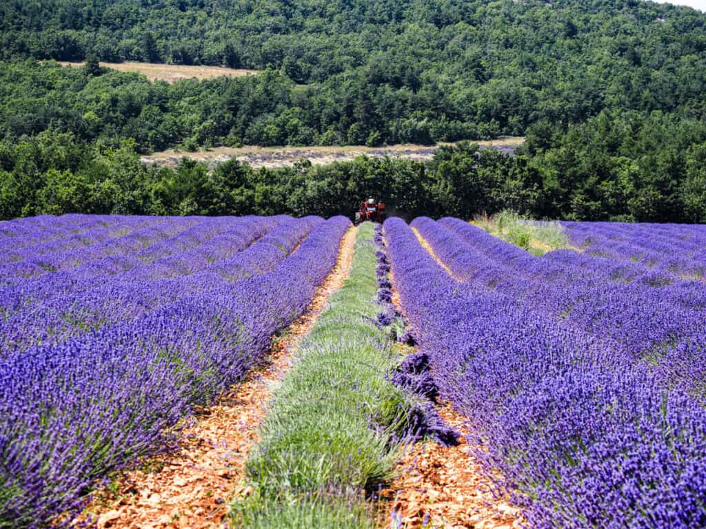 Lavender field with a row of cut lavender