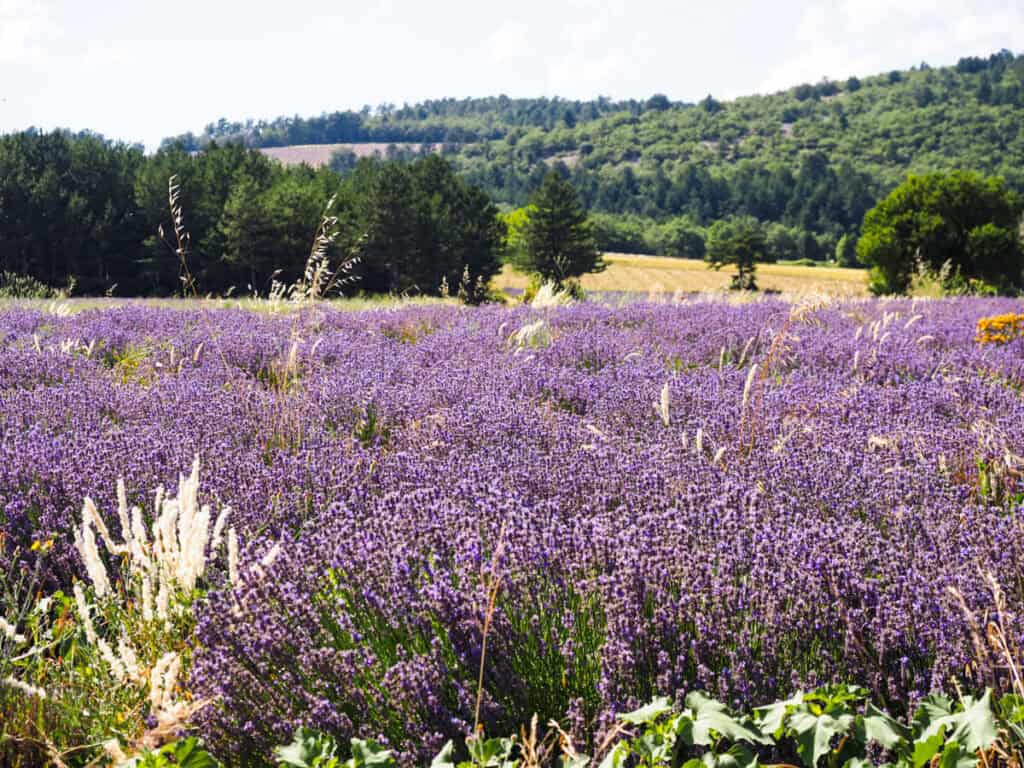 Surround yourself with lavender fields in Sault
