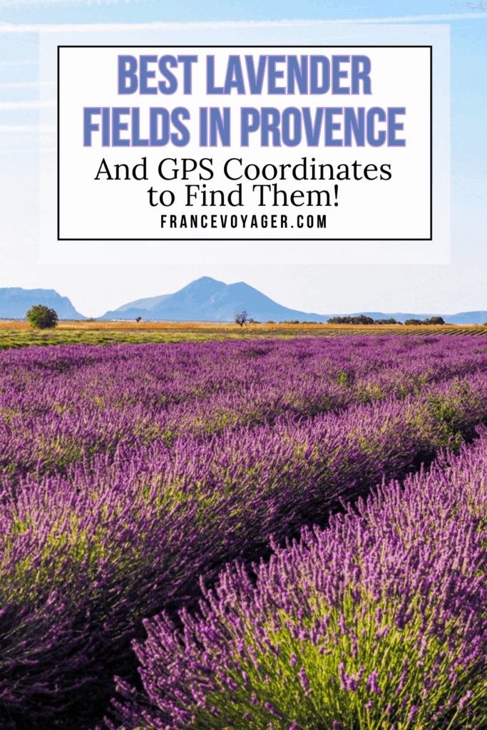Explore the most beautiful lavender fields of Provence—from Valensole France lavender fields to Sault lavender stops and Gordes Provence lavender fields. Includes peak bloom timing, GPS locations, and tips for the perfect Provence lavender trip!