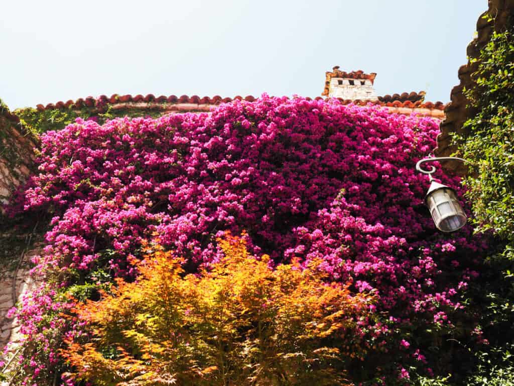 Colorful pink flowers growing on the side of a building in Eze