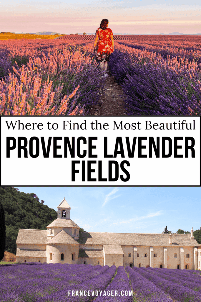 Explore the most beautiful lavender fields of Provence—from Valensole France lavender fields to Sault lavender stops and Gordes Provence lavender fields. Includes peak bloom timing, GPS locations, and tips for the perfect Provence lavender trip!