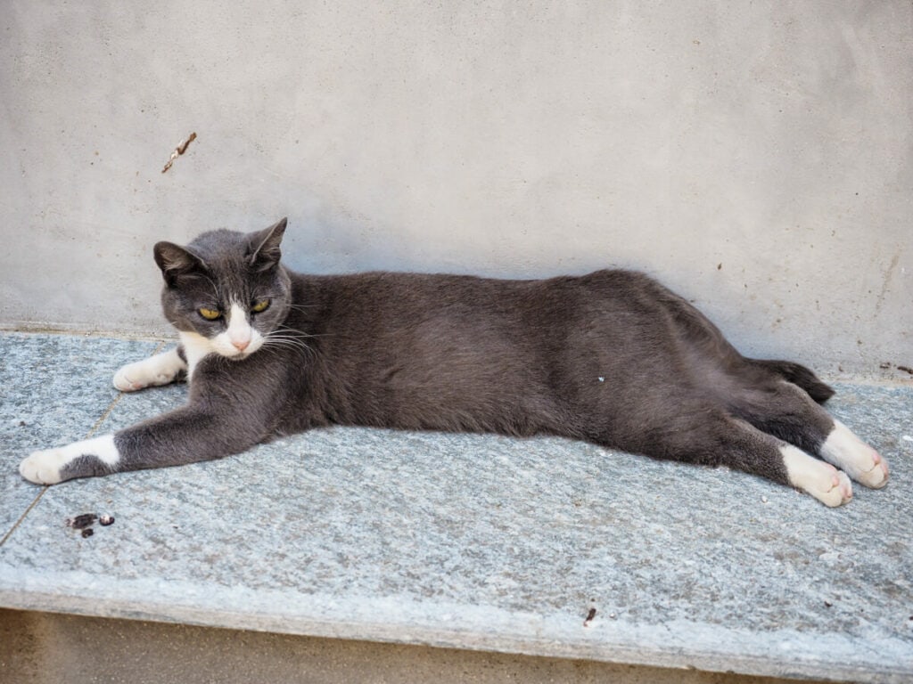 Cat in Cateri
