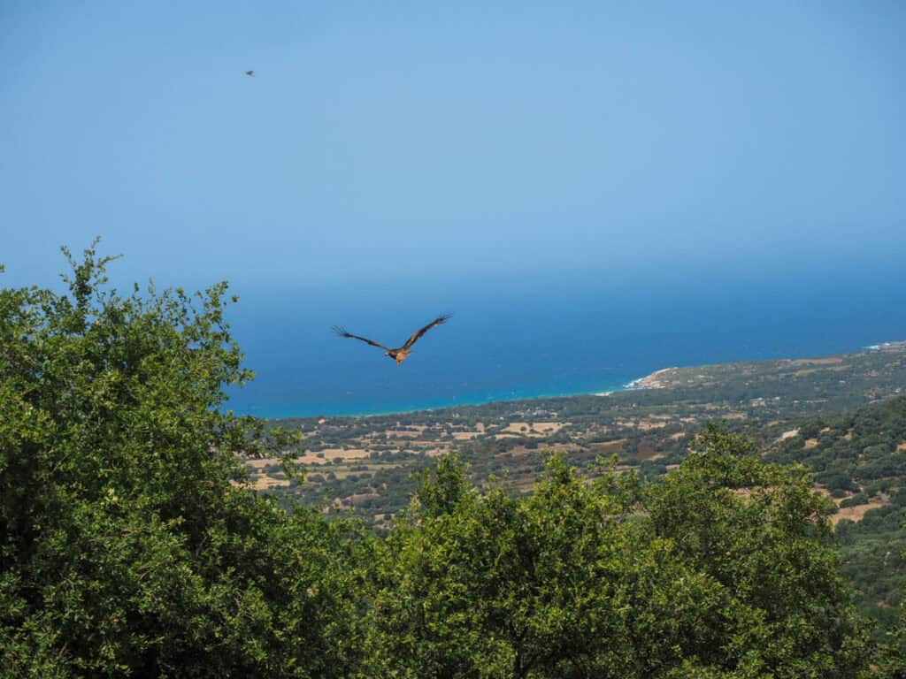 Hawk flying away with the sea in the background