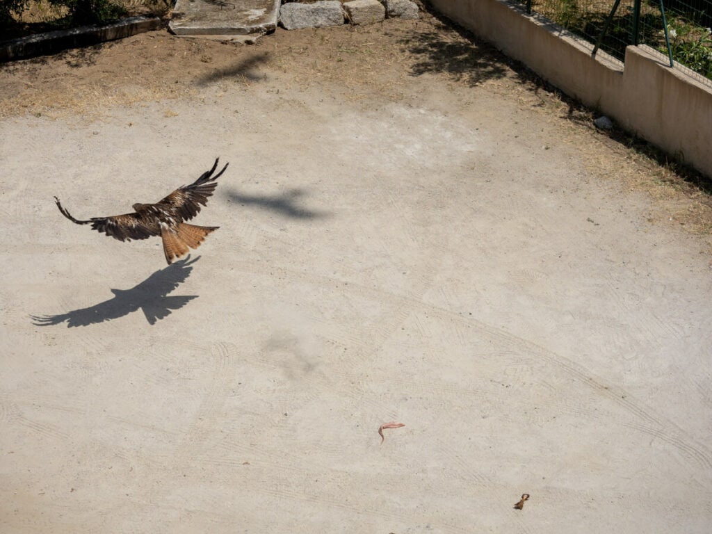 Hawk swooping down at Chez Leon