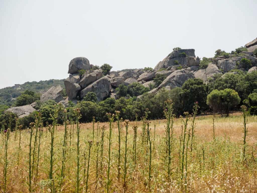 Hiking at megalithic site at Cauria with boulders and thistle