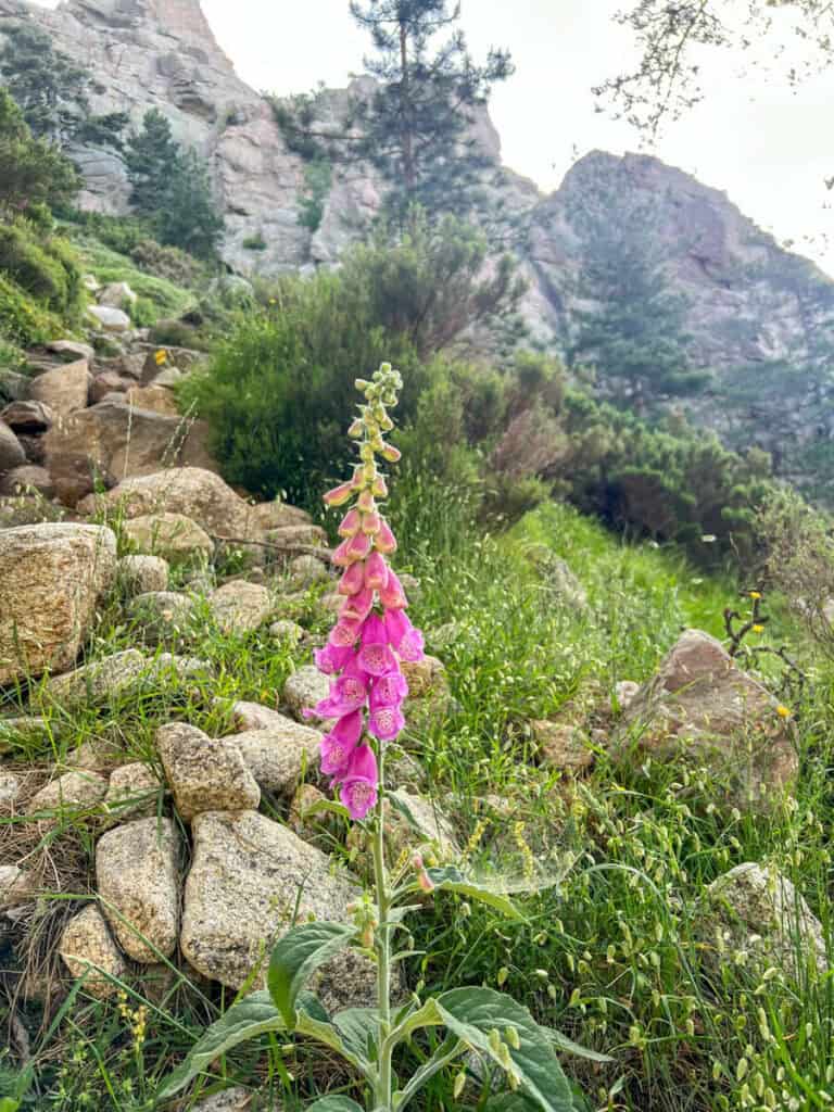 Pink lupines on the Aiguilles de Bavella Loop trail