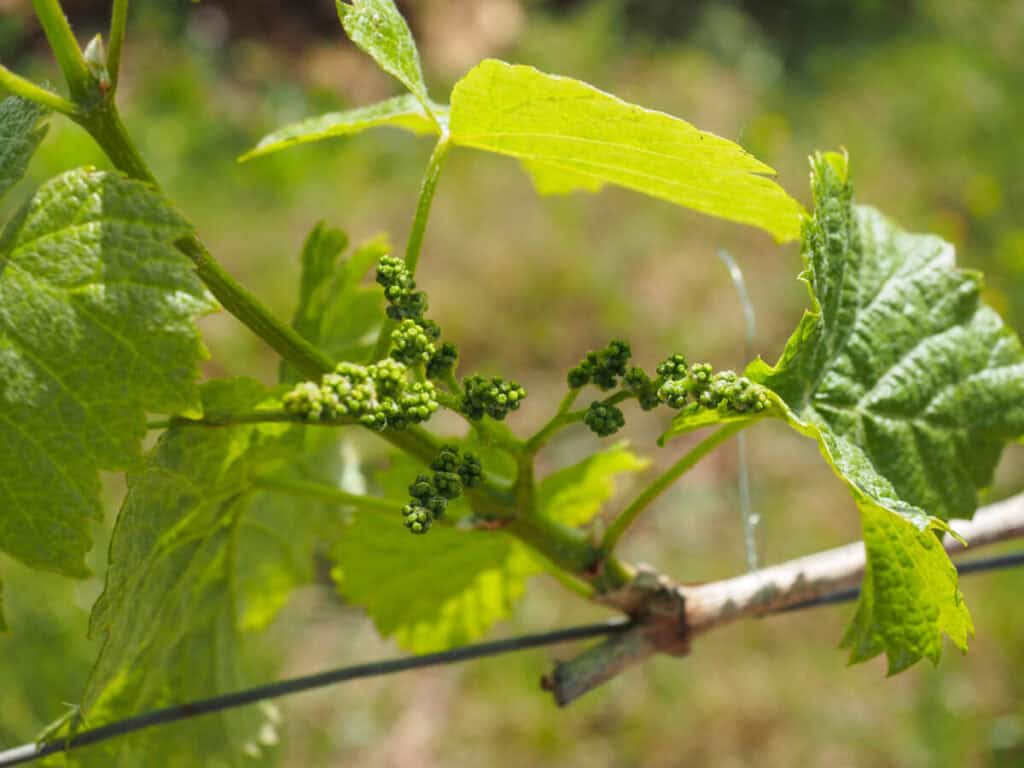 Baby grapes at Clos Triguedina