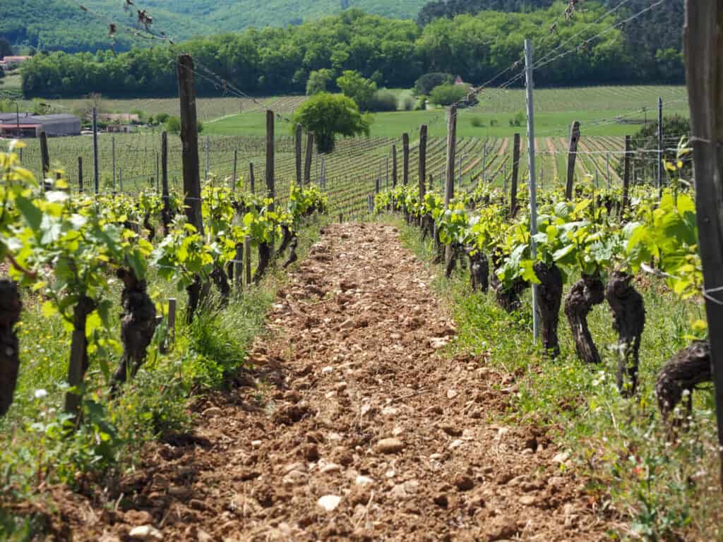Clos Triguedina vineyards