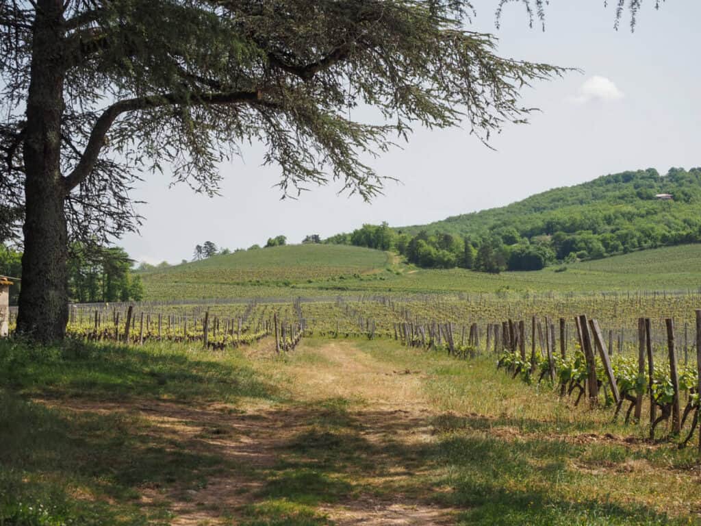 Clos Triguedina vineyards