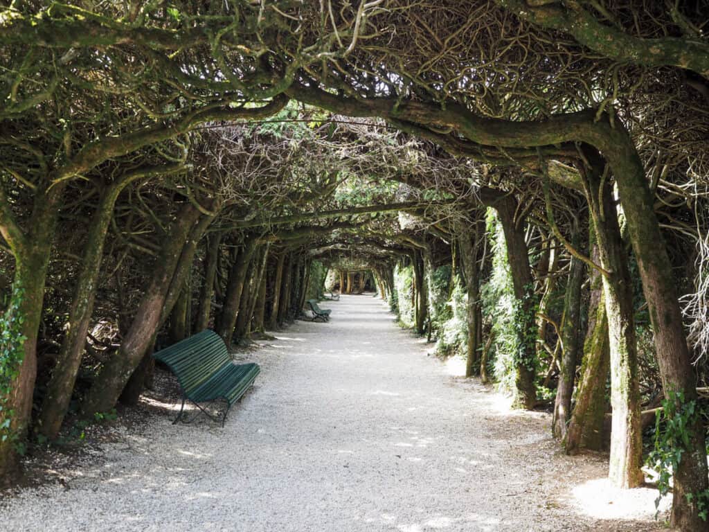 Tree tunnel at Chateau de Hautefort